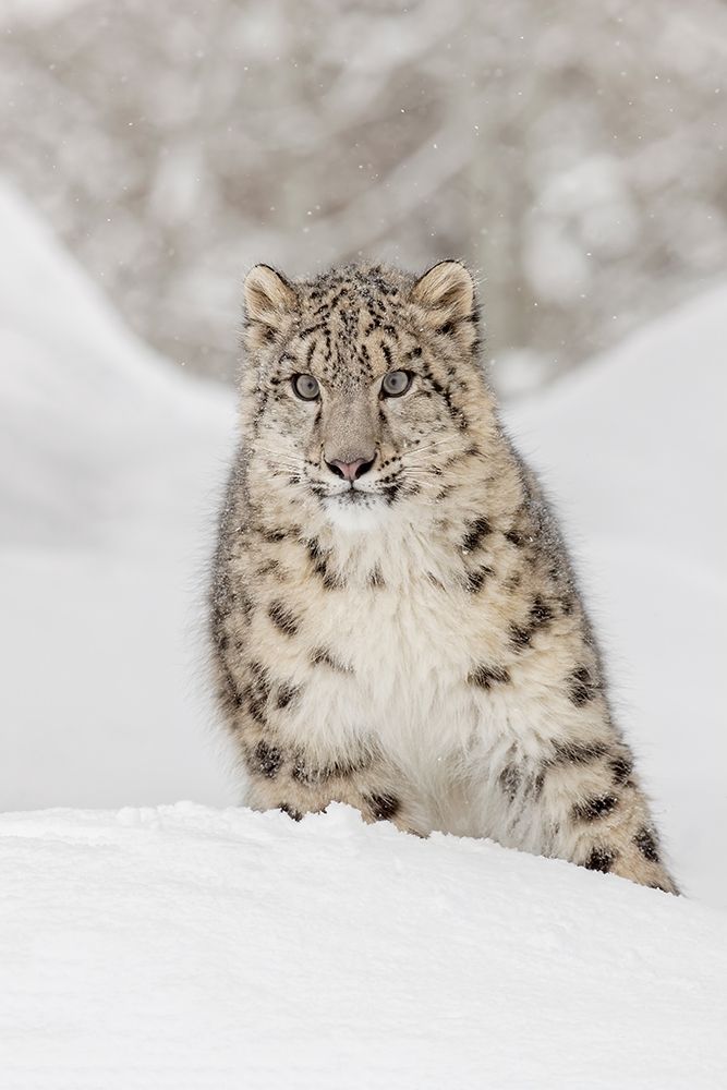 Snow leopard-Panthera uncia controlled situation-Montana